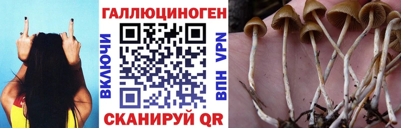 кракен вход Калач-на-Дону Псилоцибиновые грибы GOLDEN TEACHER